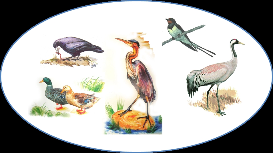 Названия перелетных птиц для детей   картинки 015