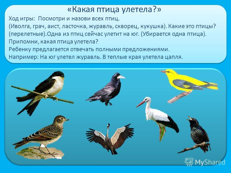 Названия перелетных птиц для детей   картинки 017