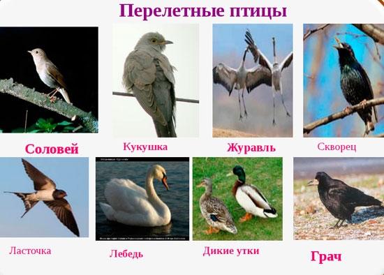 Названия перелетных птиц для детей   картинки 022