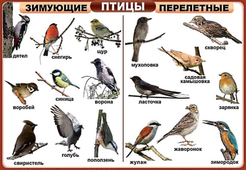 Названия перелетных птиц для детей   картинки 025