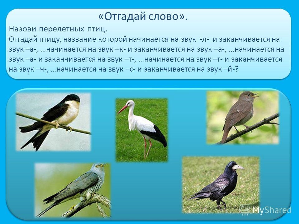 Названия перелетных птиц для детей   картинки 027