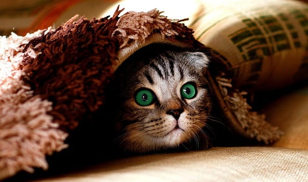 котенок под одеялом